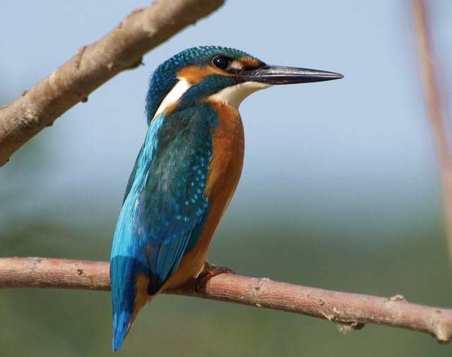silver-bay-holiday-village-luxury-lodges-anglesey-wildlife-kingfisher.jpg