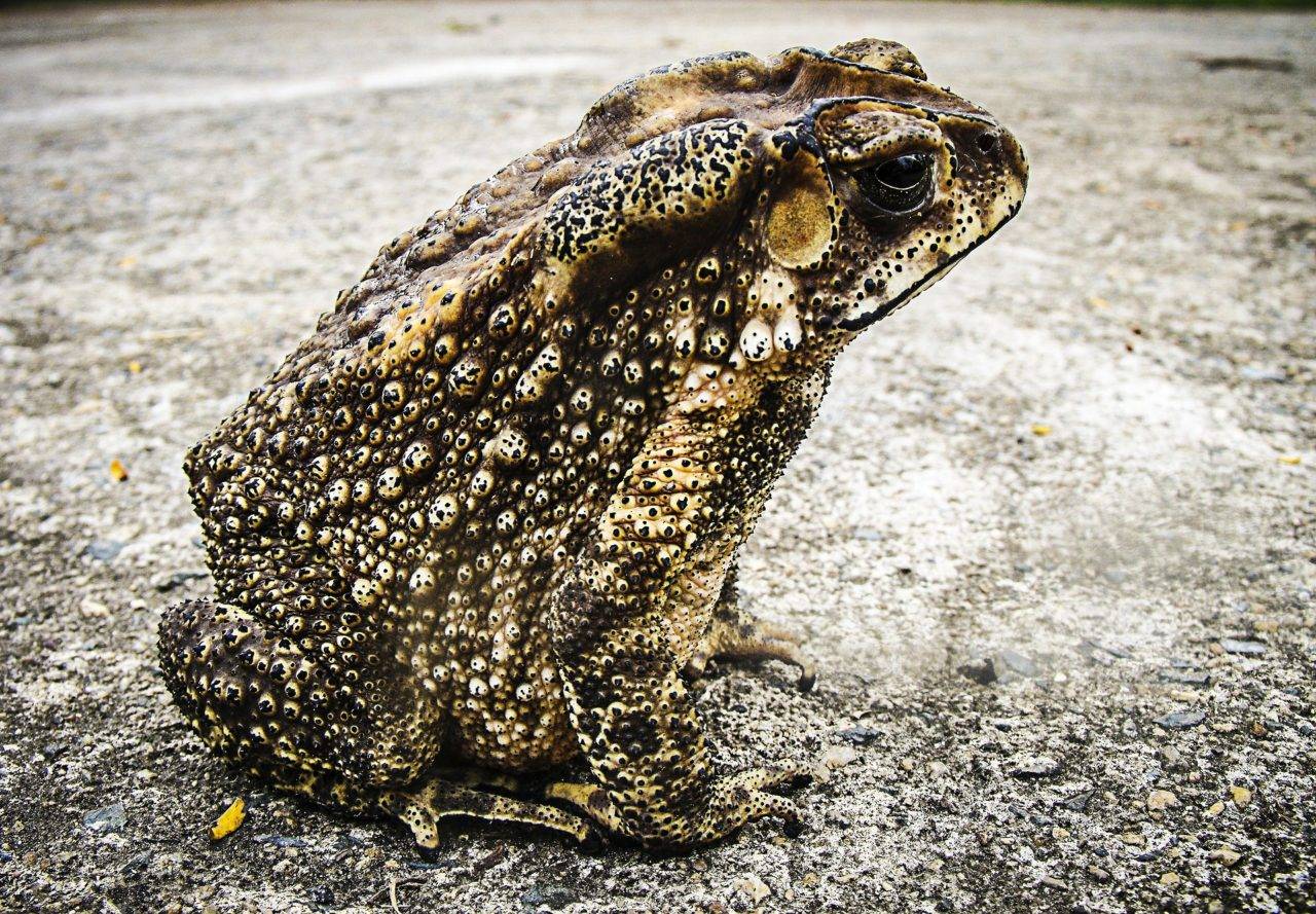 toad-silver-bay-anglesey-north-wales-holiday-village-1280x889.jpg