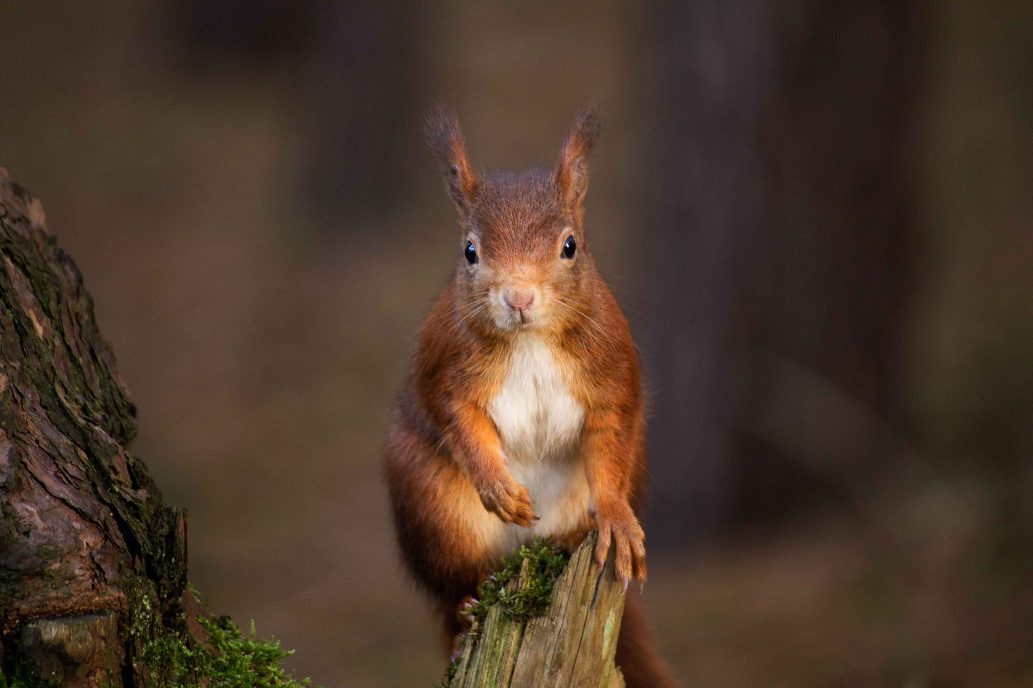 Red Squirrels in Anglesey