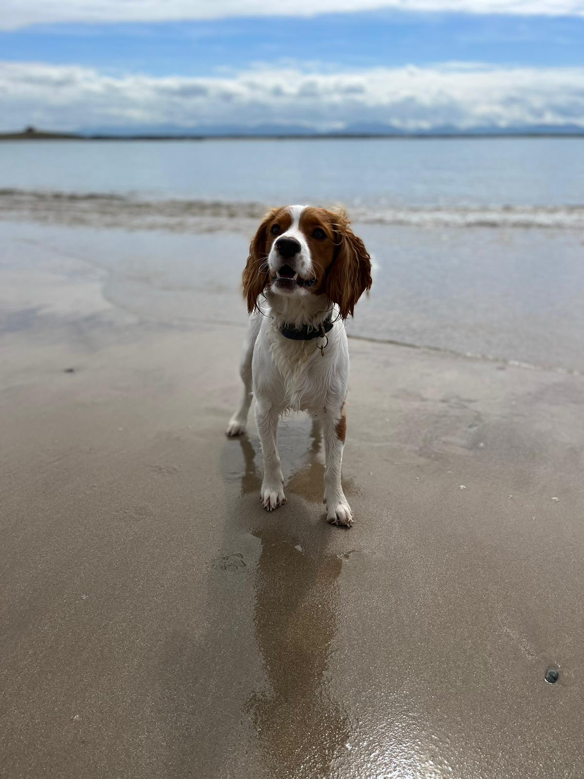Dog on silver bay beach, Anglesey