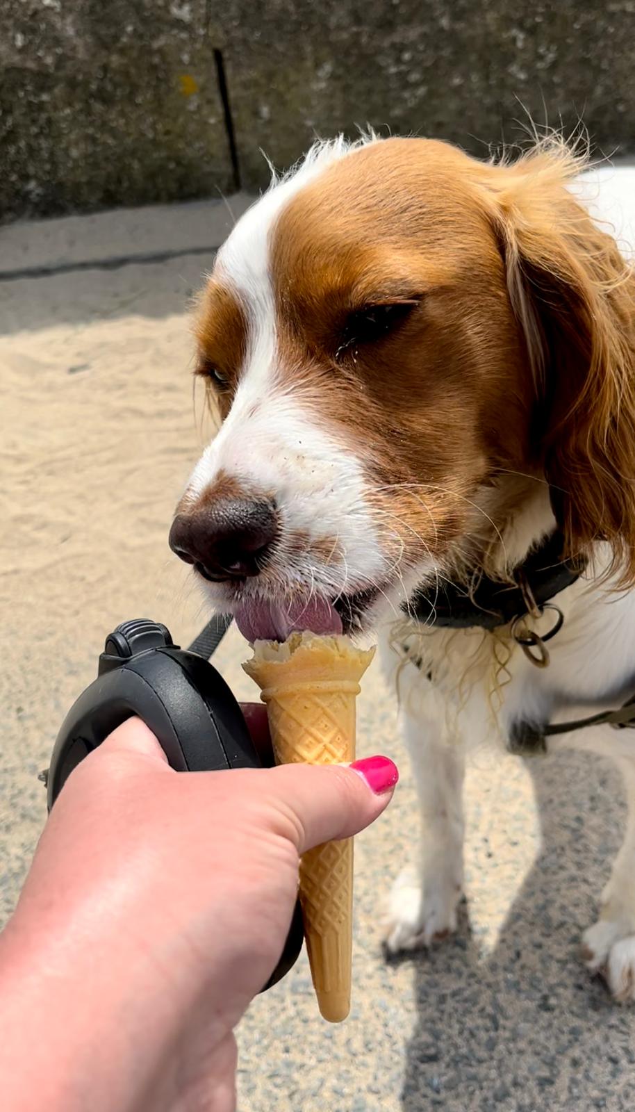dog with an ice cream